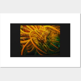 Feather Star Posters and Art